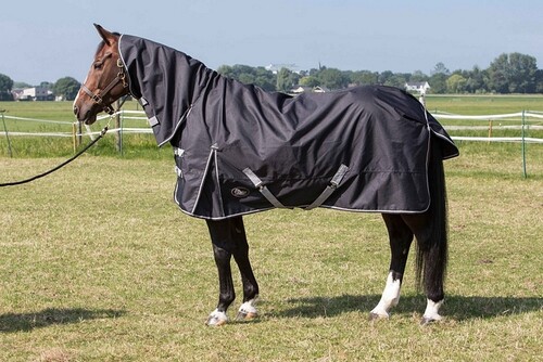 Harry's Horse Regendeken Thor met hals