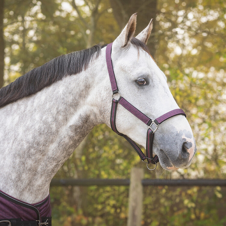 QHP Halsterset Turnout collection