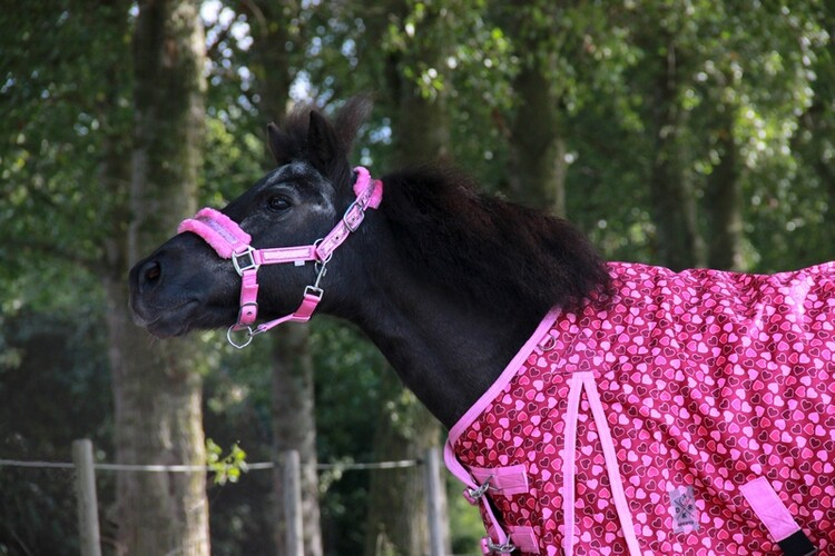 EJ Halster Glamour Glitter