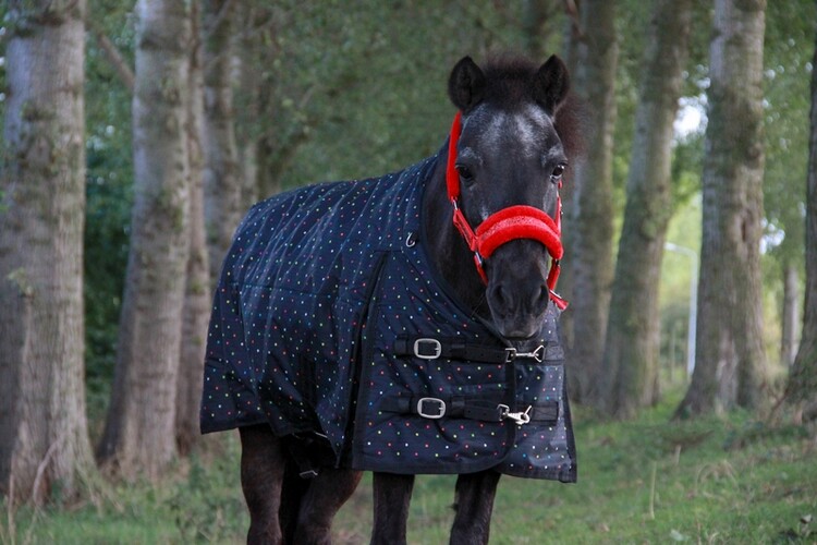 EJ Halster Glamour Glitter